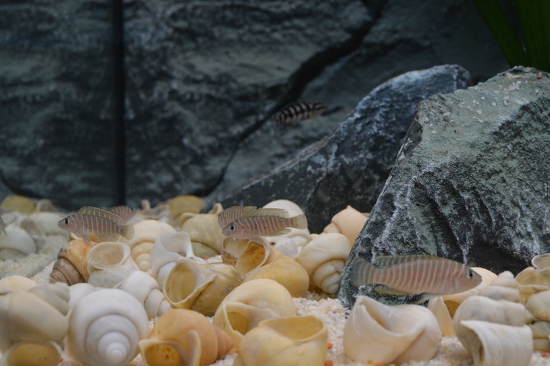 Neolamprologus similis